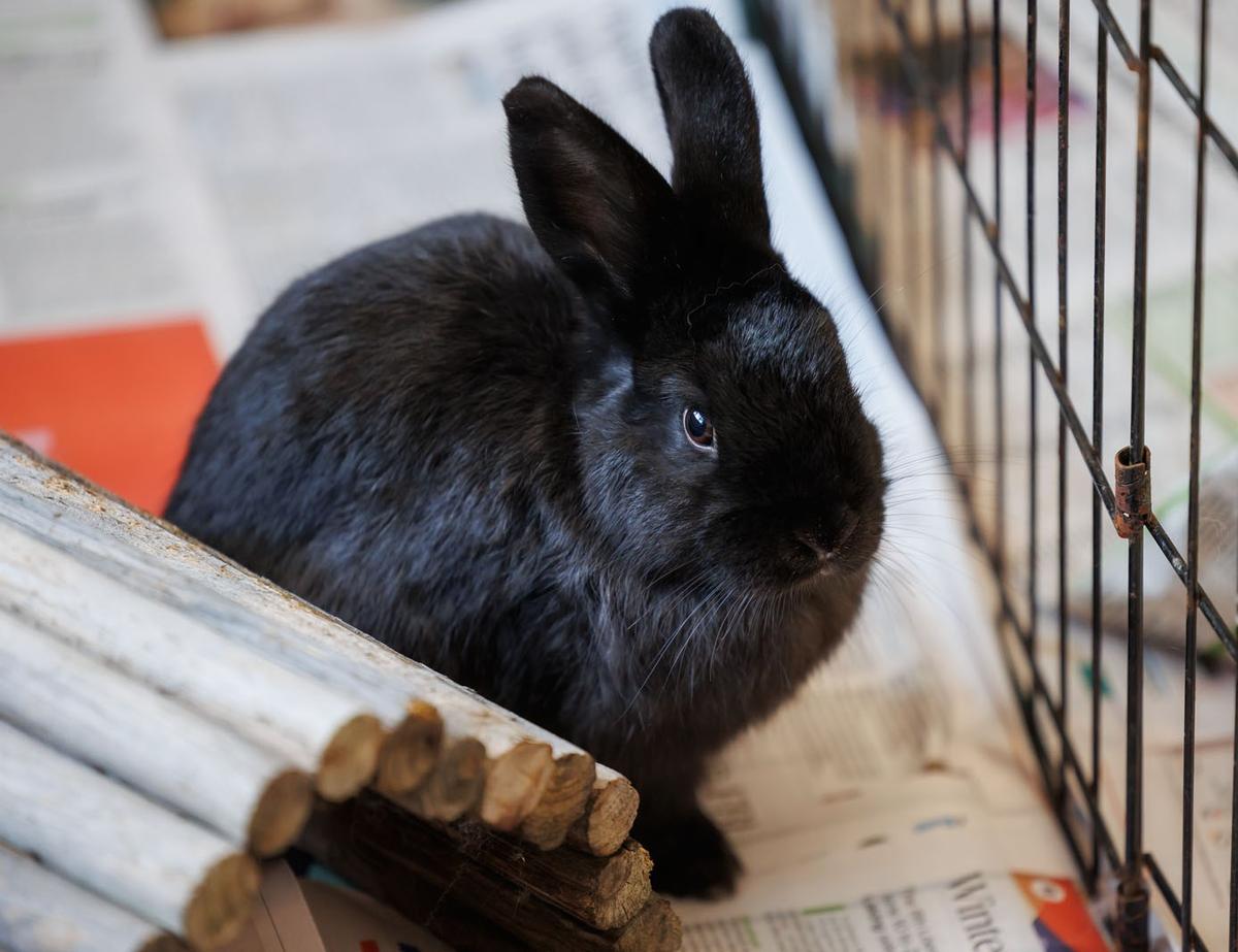 Rabbit in SPCA care
