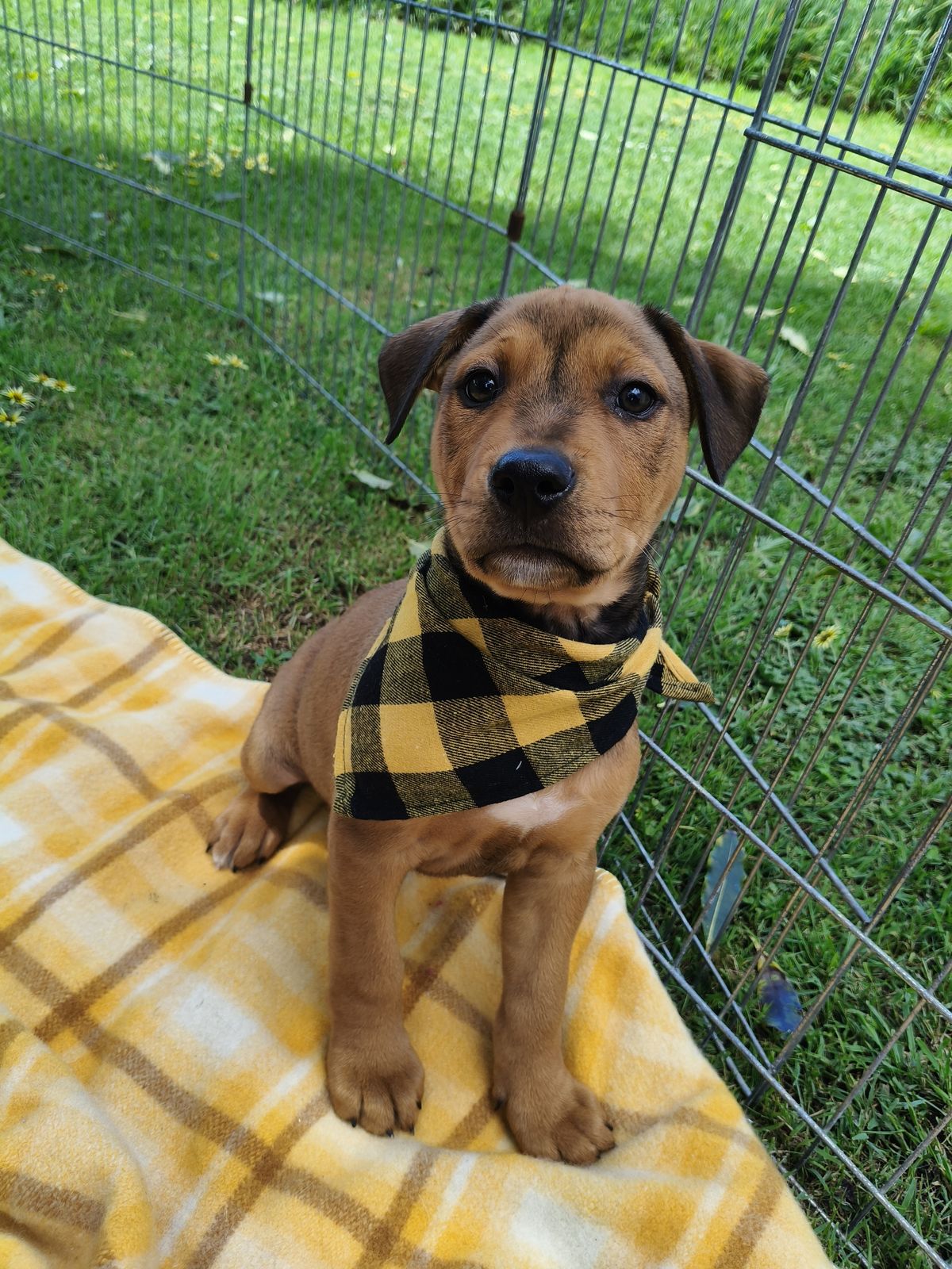 Gallery image: Thorn