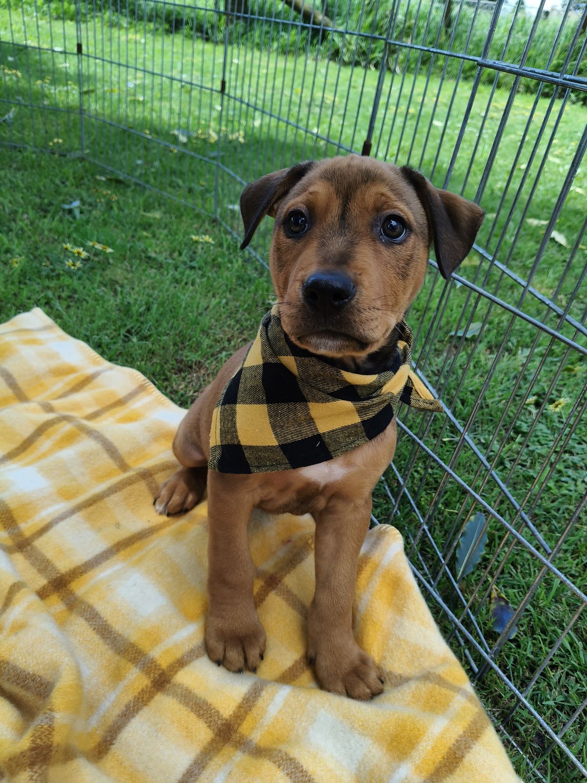 Gallery image: Thorn