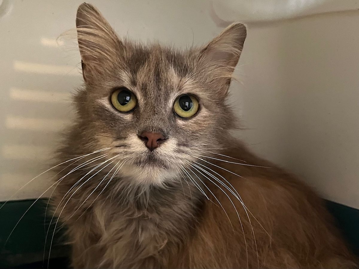 Gallery image: Lottie