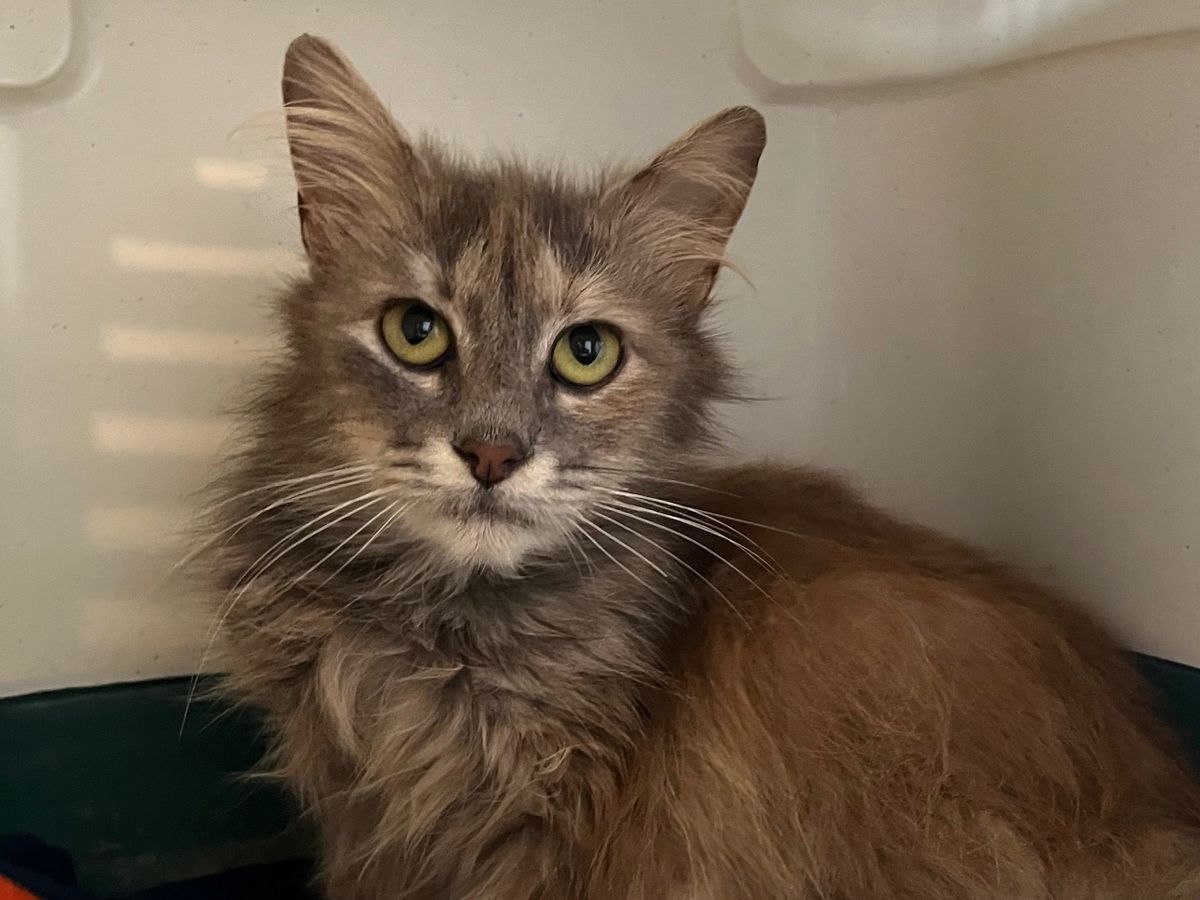 Gallery image: Lottie