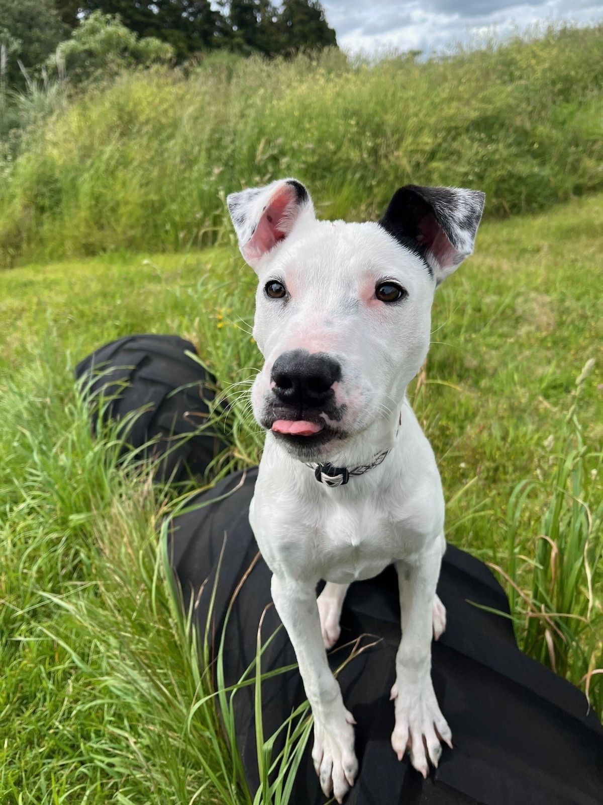 Gallery image: Dexter