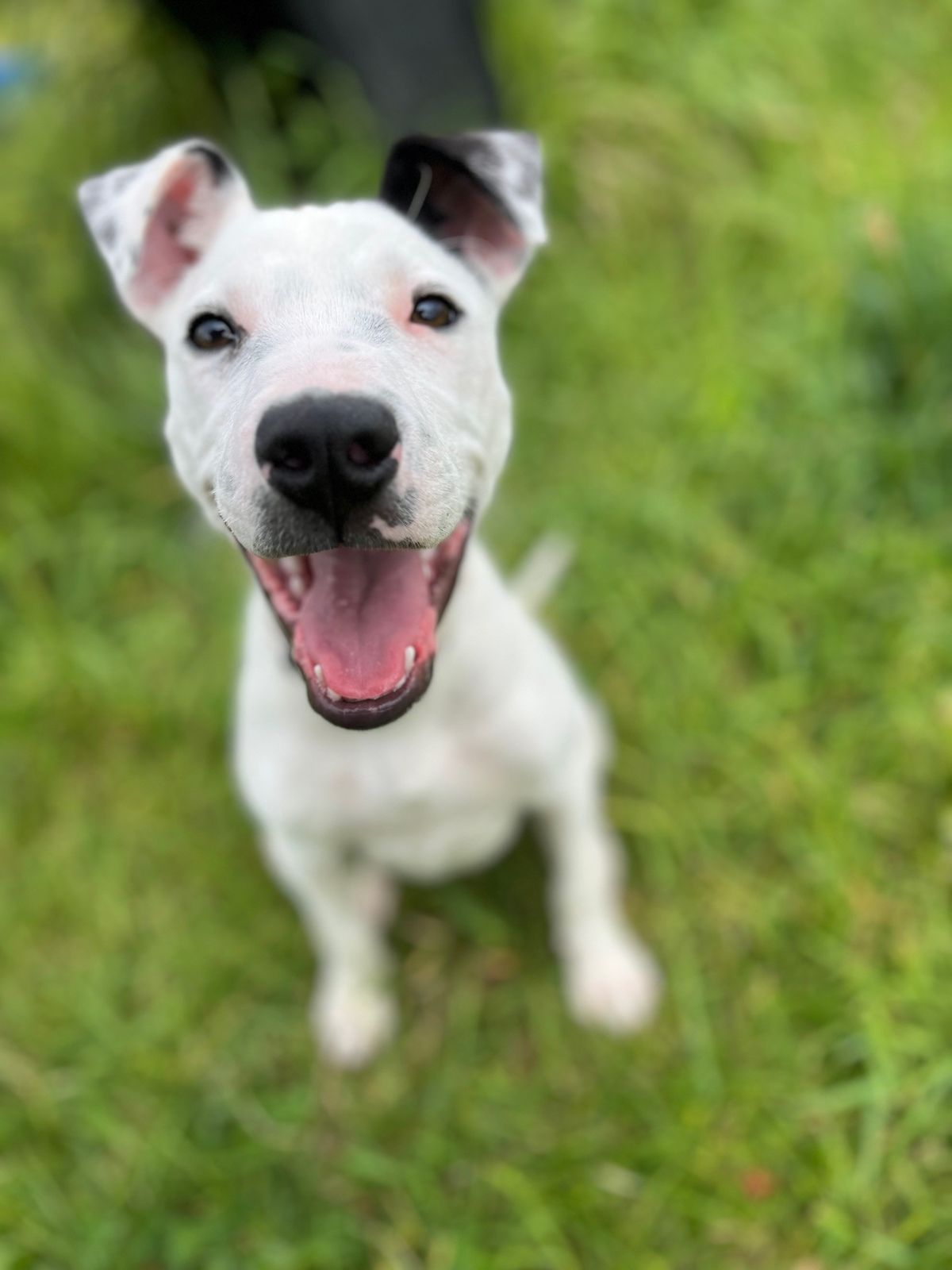 Gallery image: Dexter