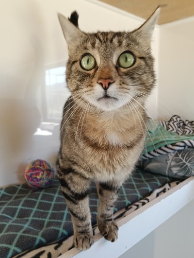 Ford - Domestic Short Hair