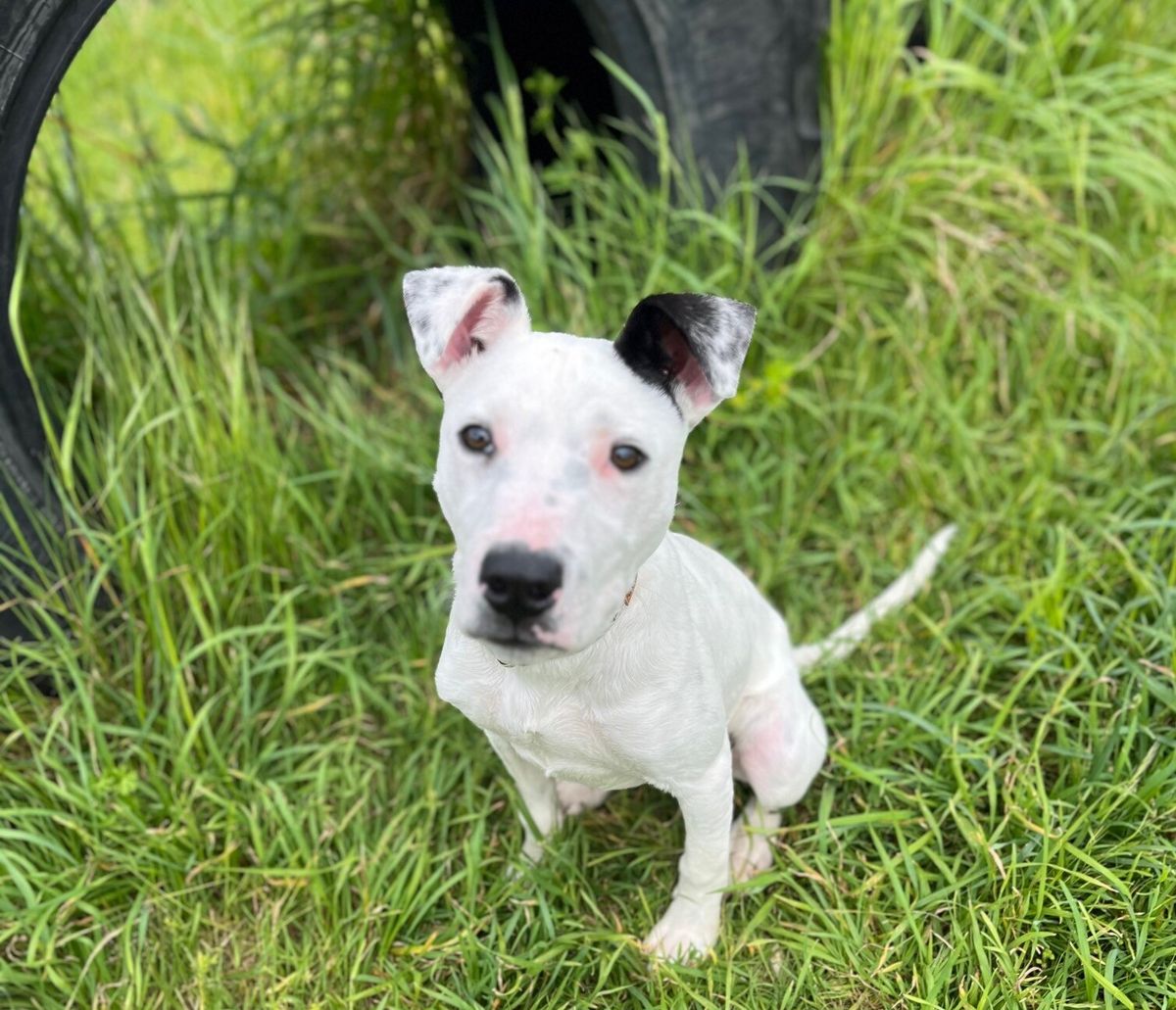 Gallery image: Dexter