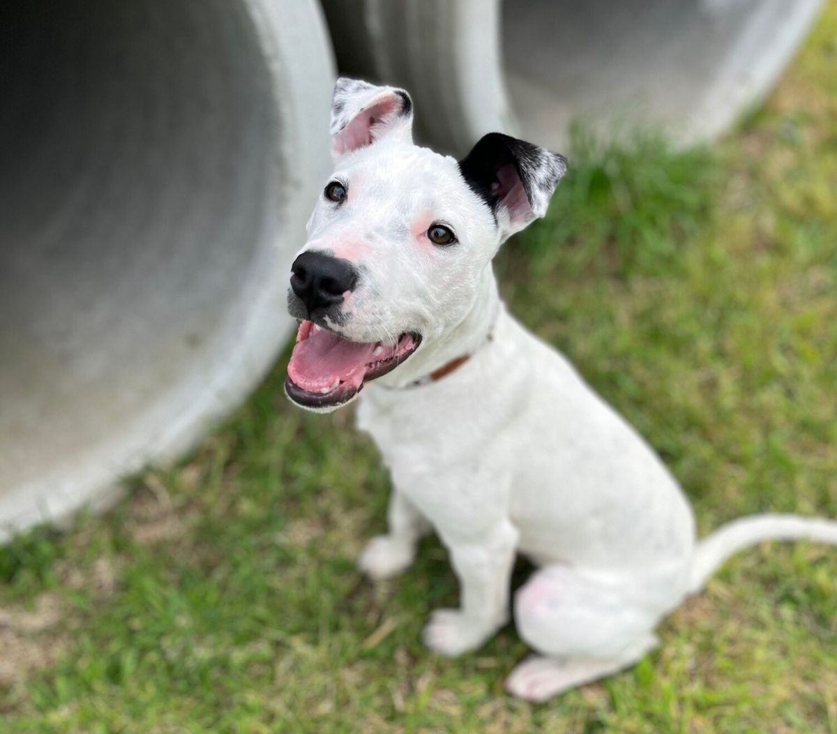 Gallery image: Dexter