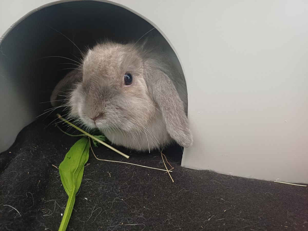 Gallery image: Viola