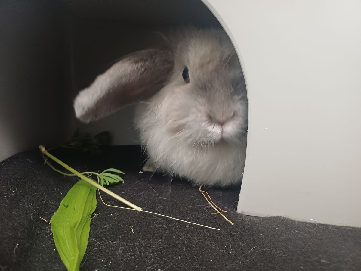 Gallery image: Viola