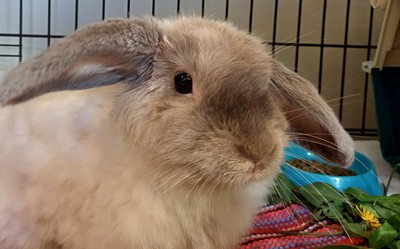 Viola - Cashmere Lop