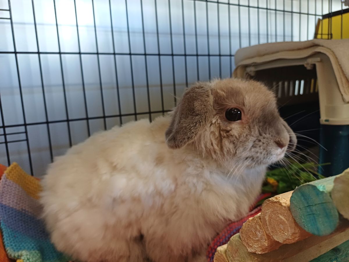 Gallery image: Viola