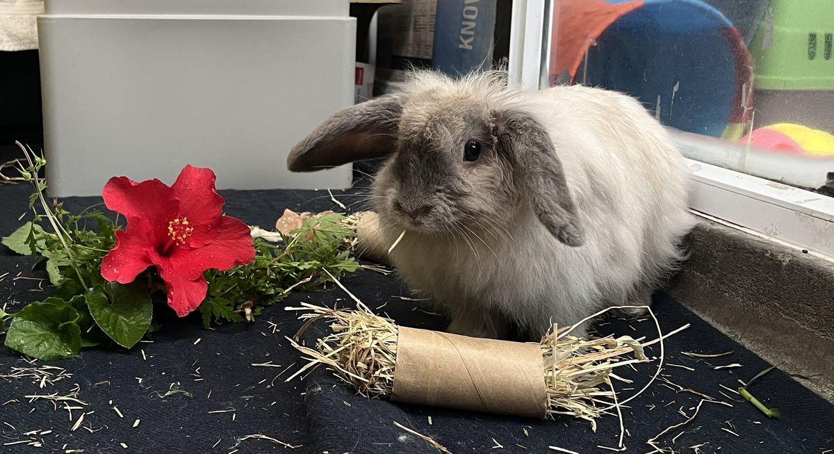 Gallery image: Viola