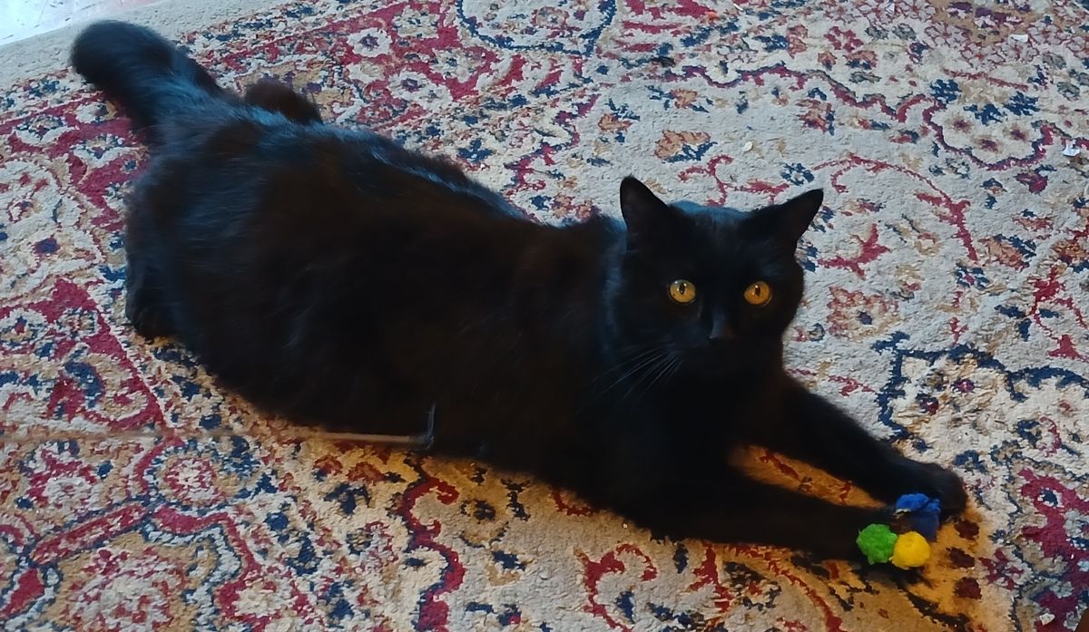 Gallery image: Frodo