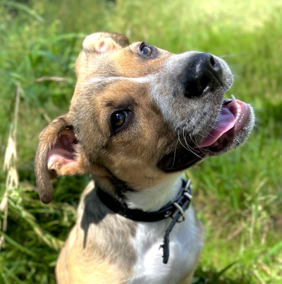 Gemini - Medium Cross Breed