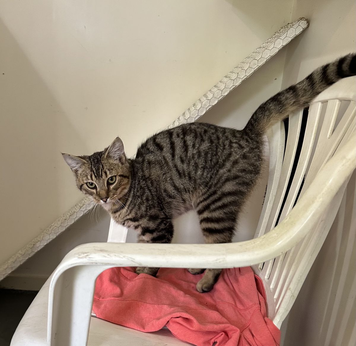 Gallery image: Guinness