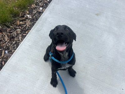 Freddie - Medium Cross Breed