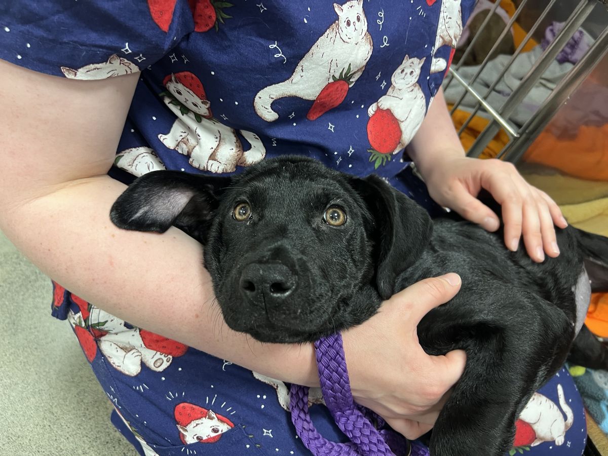 Gallery image: Freya