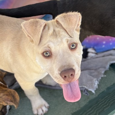 Spud  - Large Cross Breed