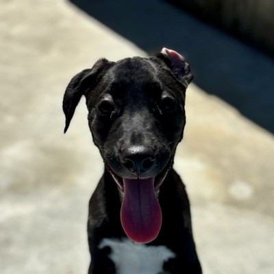 Randy - Medium Cross Breed