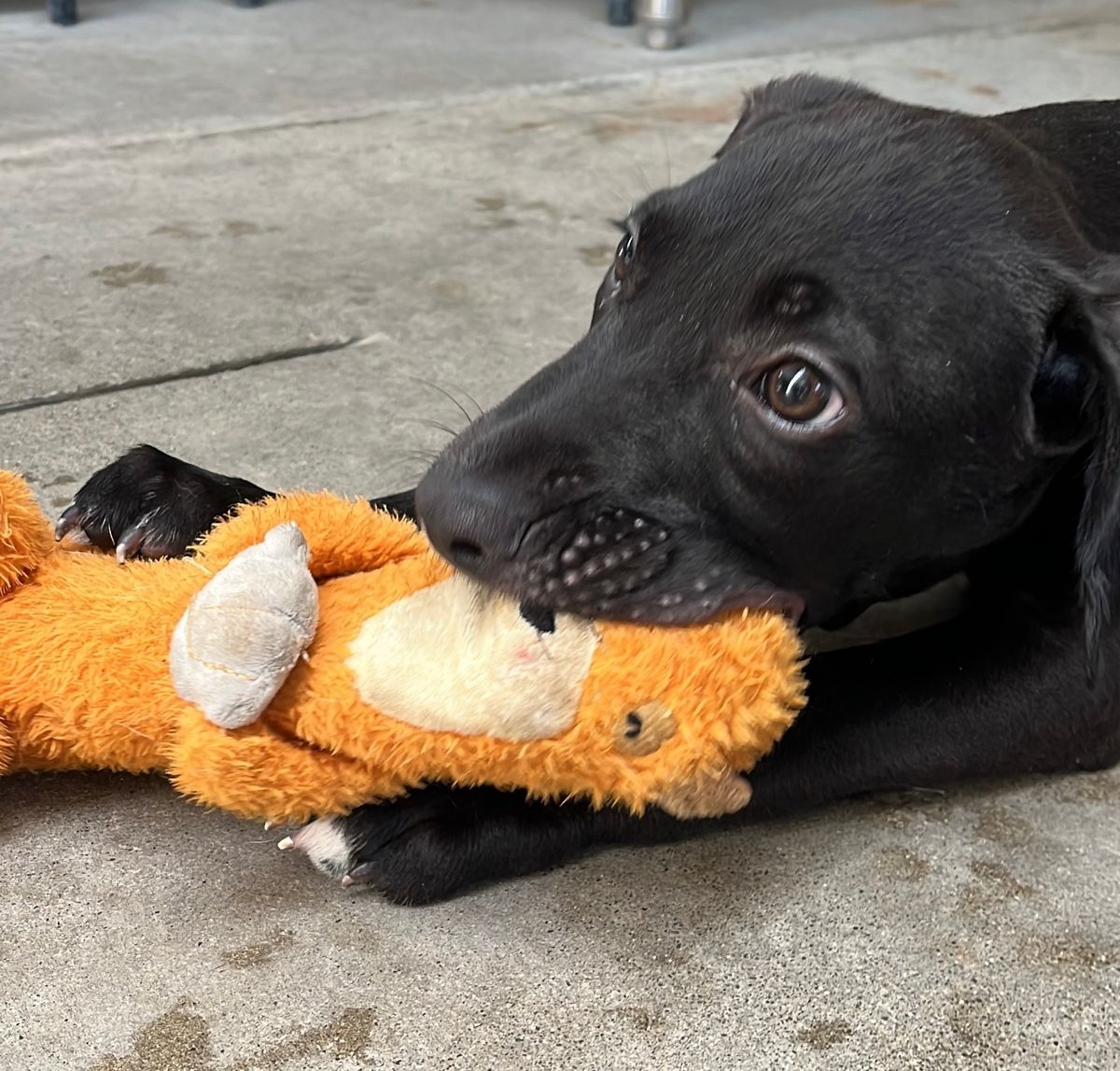 Gallery image: Randy