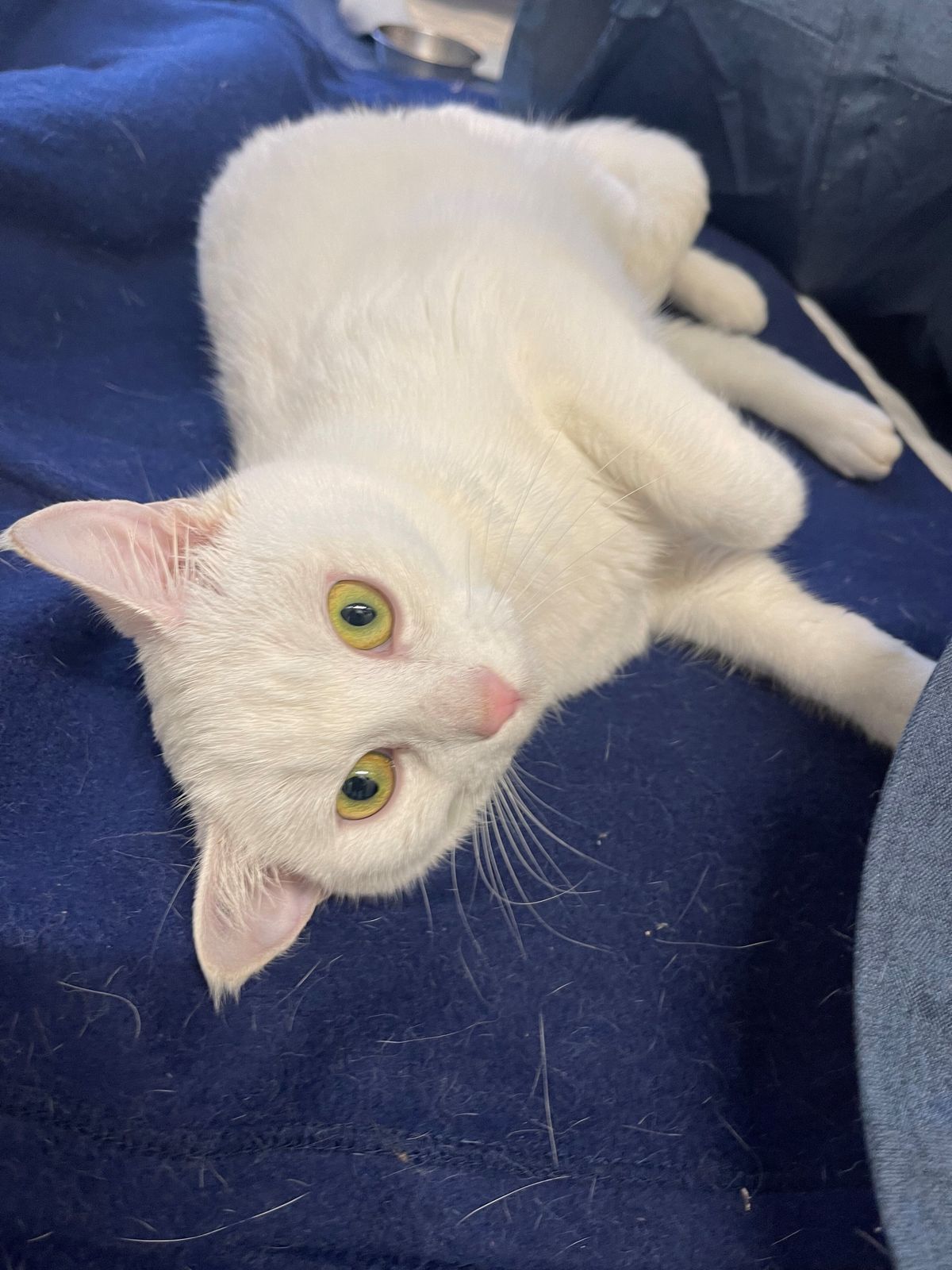 Gallery image: Trixie