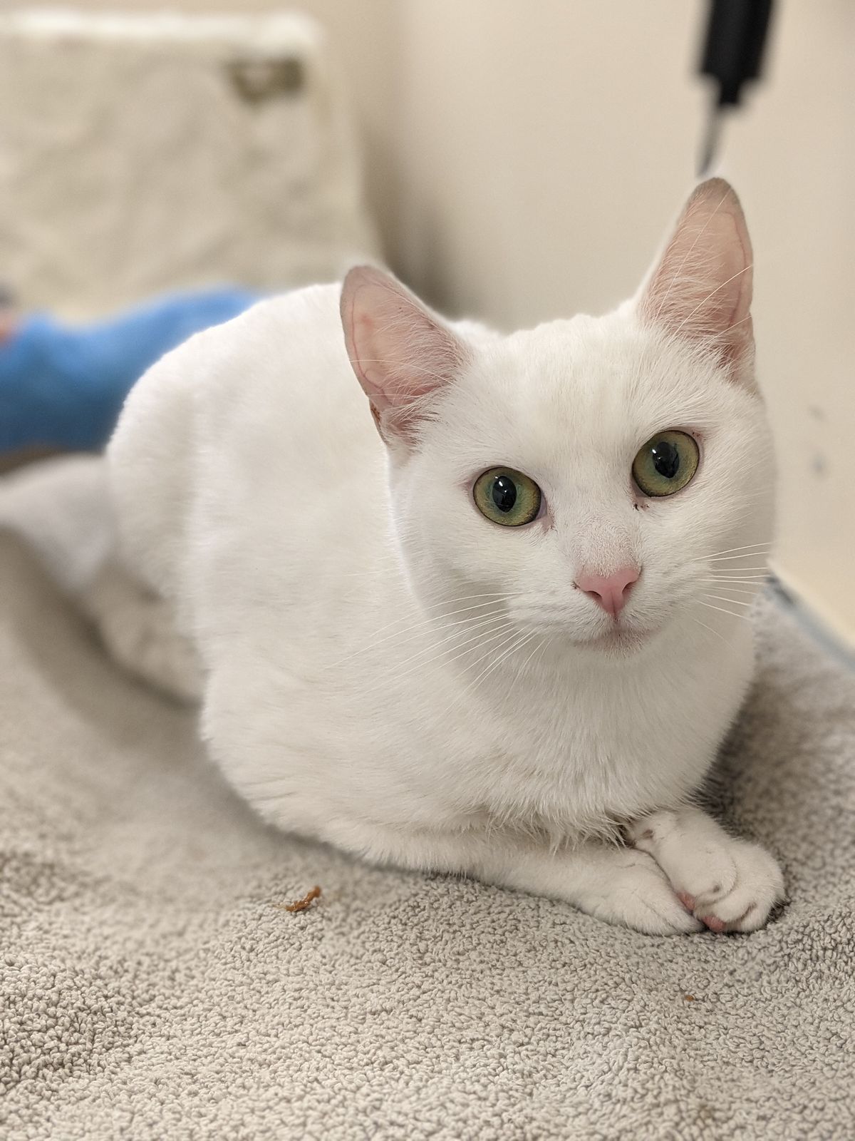 Gallery image: Trixie