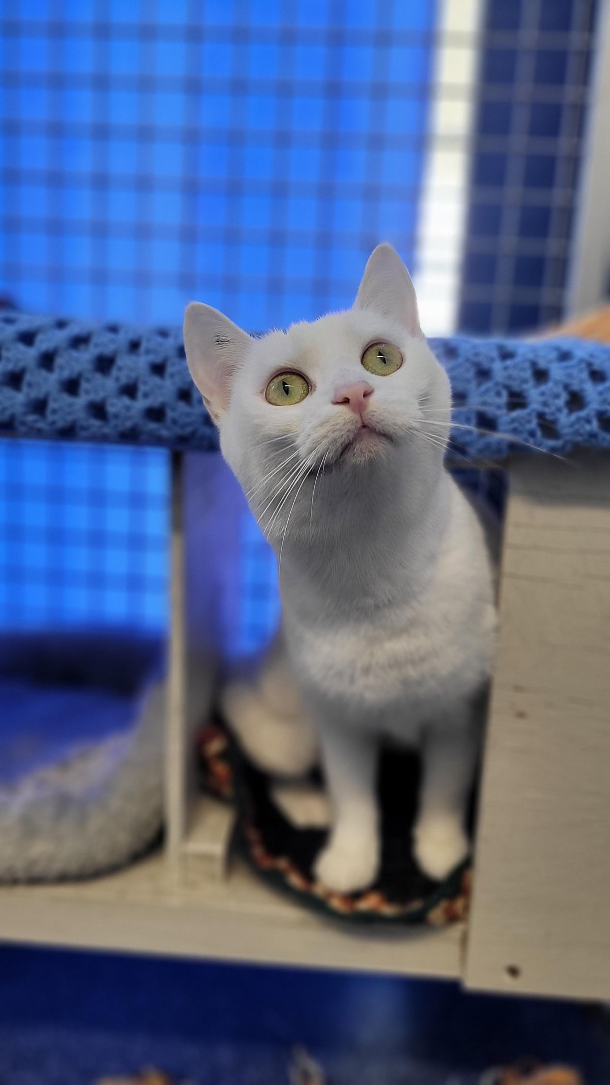 Gallery image: Trixie