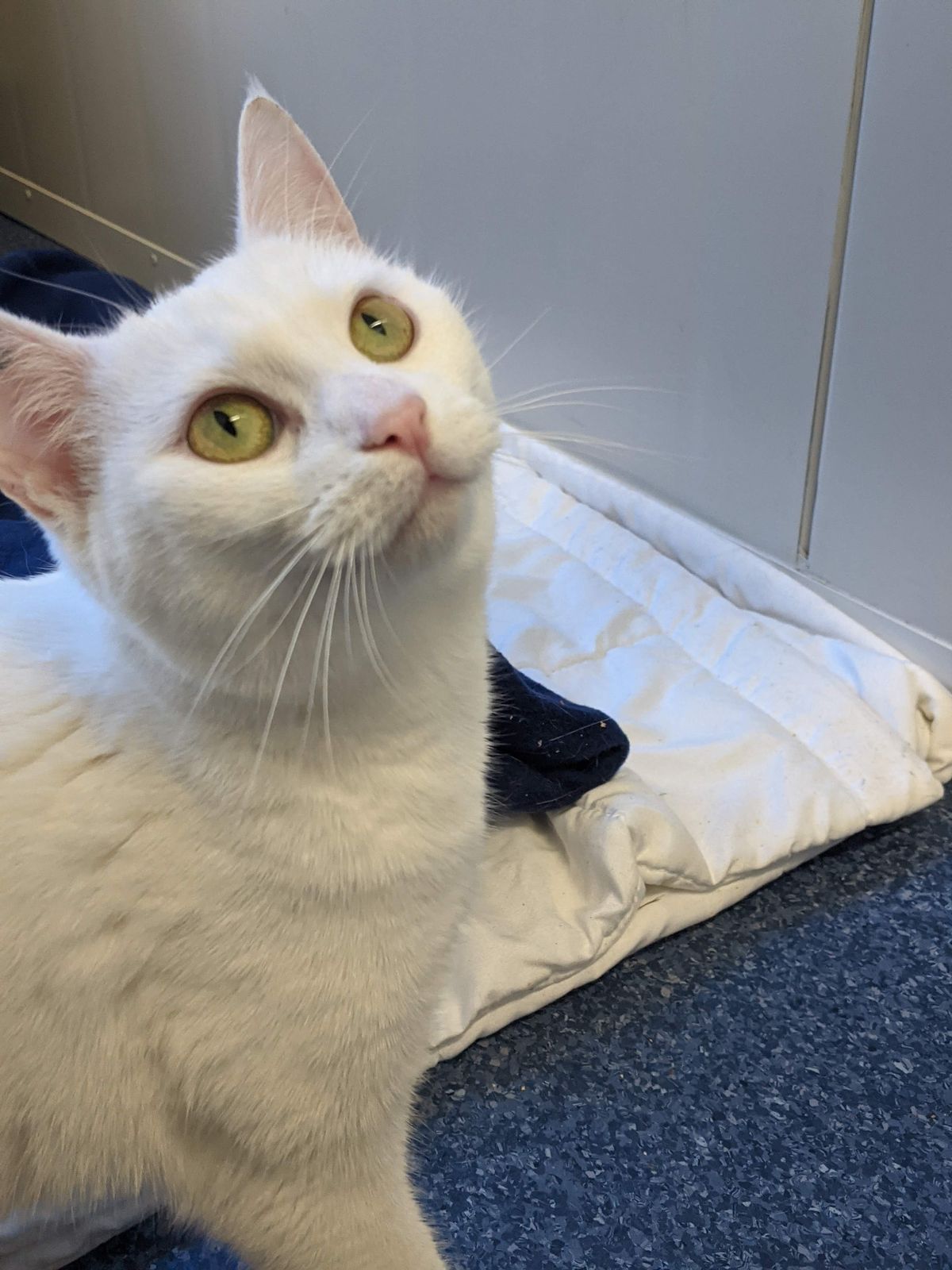 Gallery image: Trixie