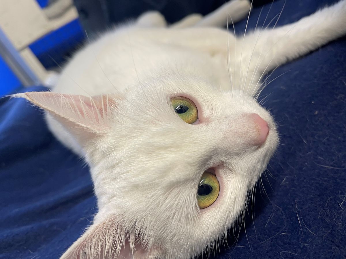 Gallery image: Trixie