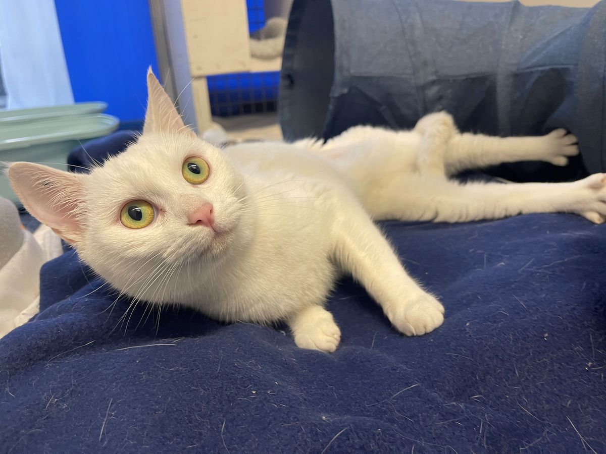 Gallery image: Trixie