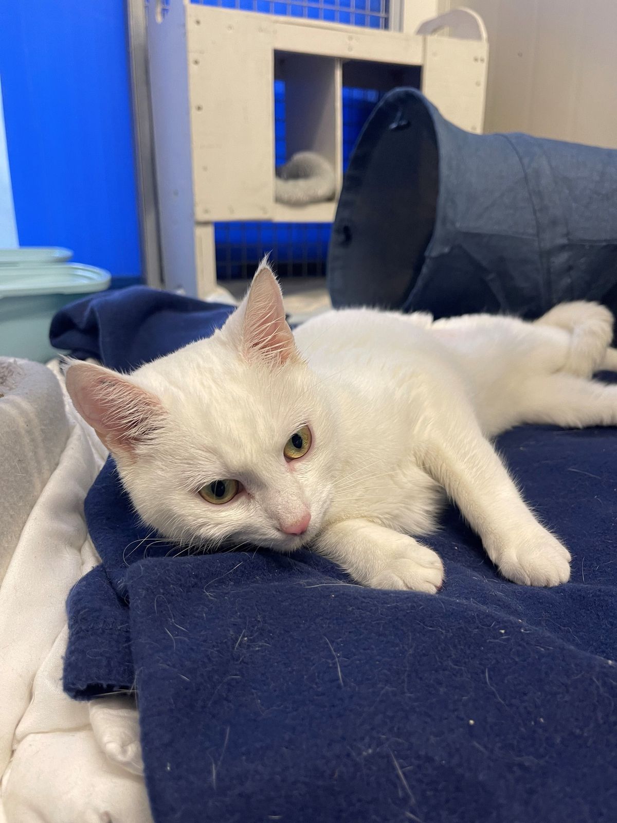 Gallery image: Trixie