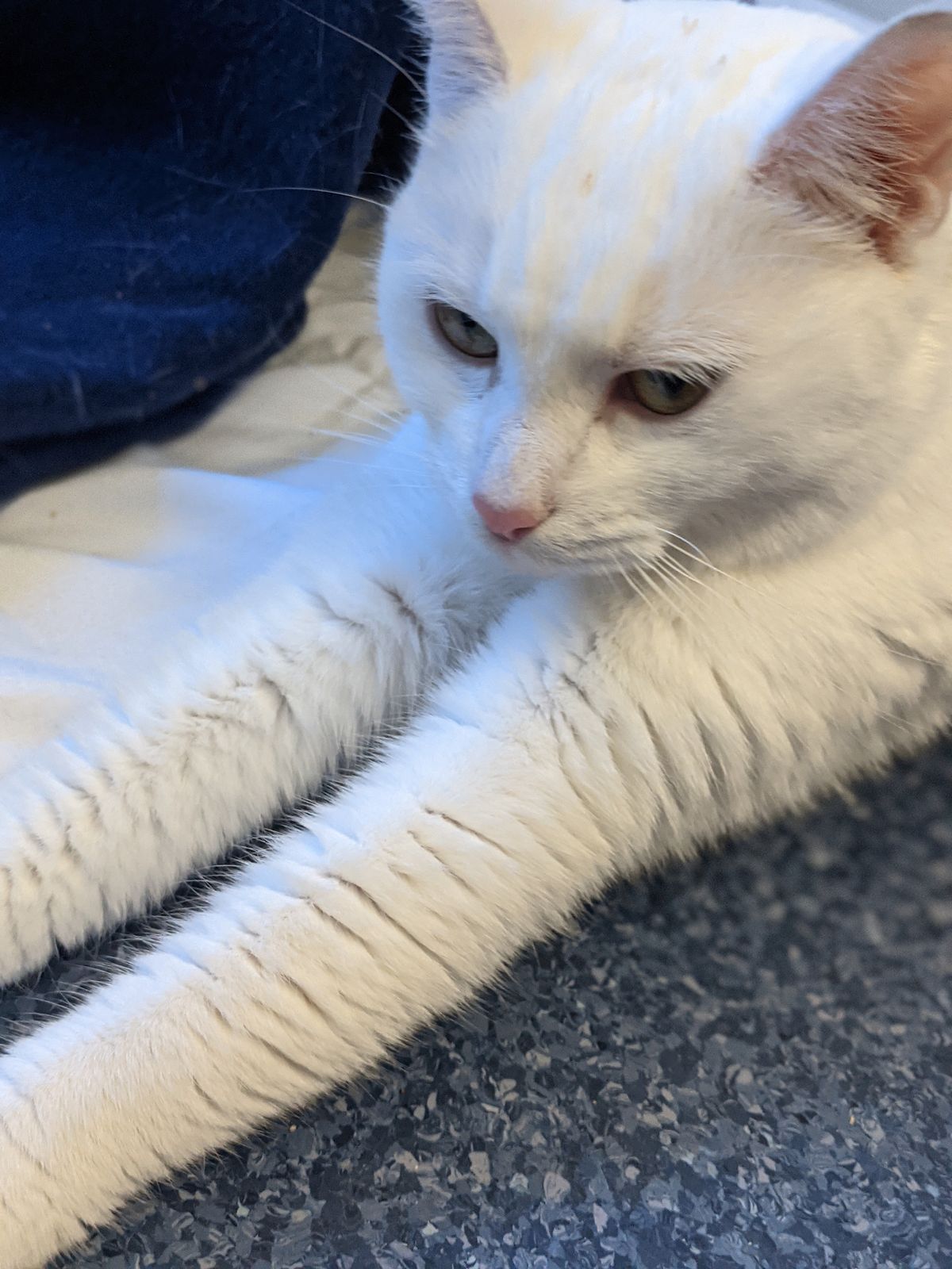 Gallery image: Trixie