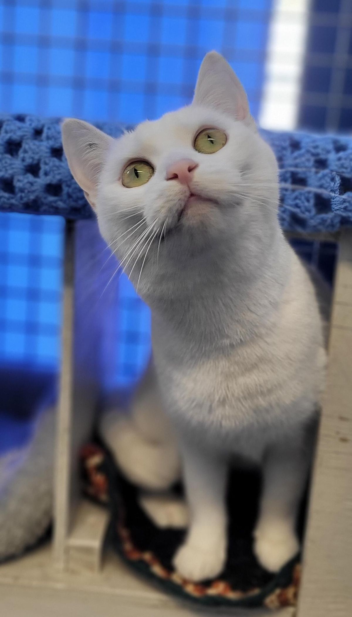 Gallery image: Trixie