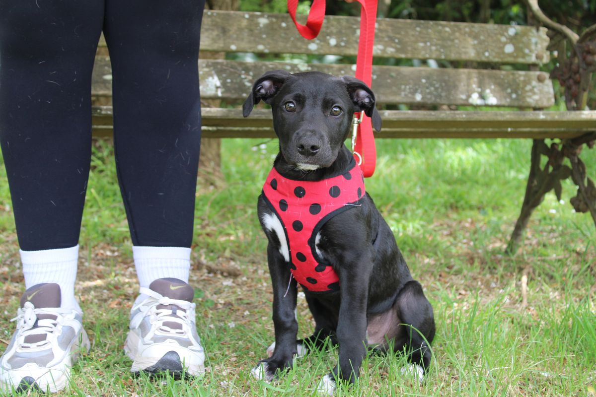 Gallery image: Parsley