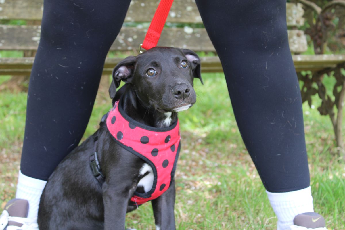 Gallery image: Parsley