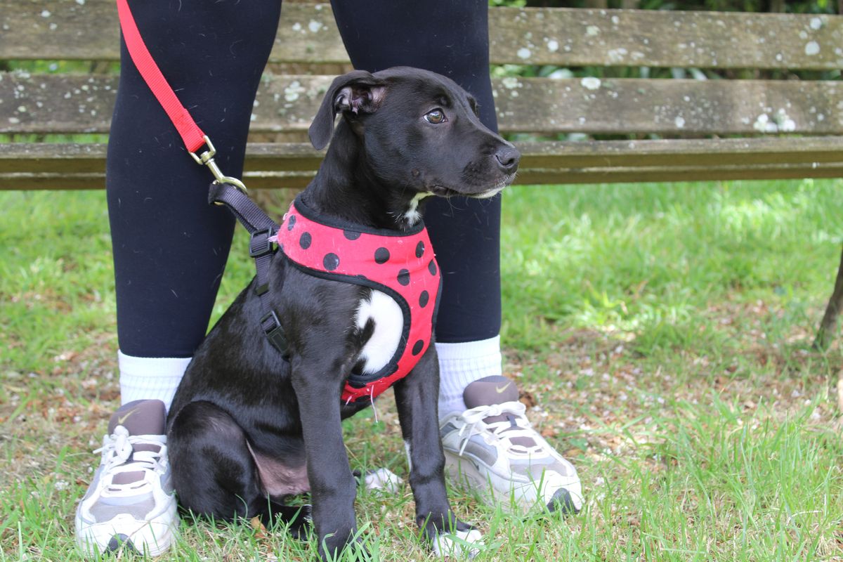 Gallery image: Parsley