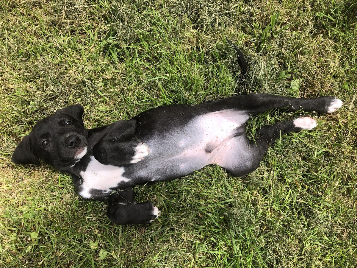 Gallery image: Parsley