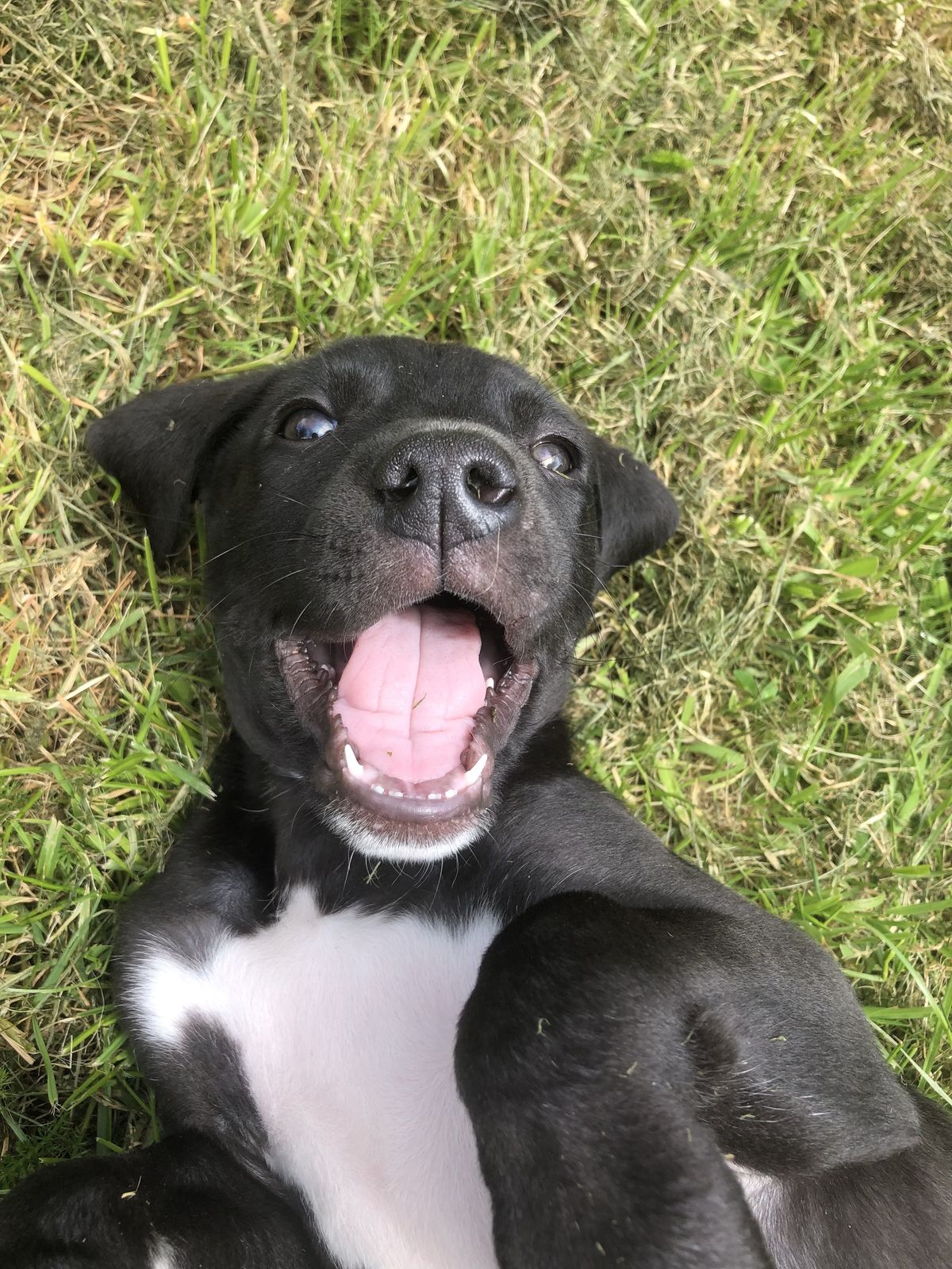 Gallery image: Parsley