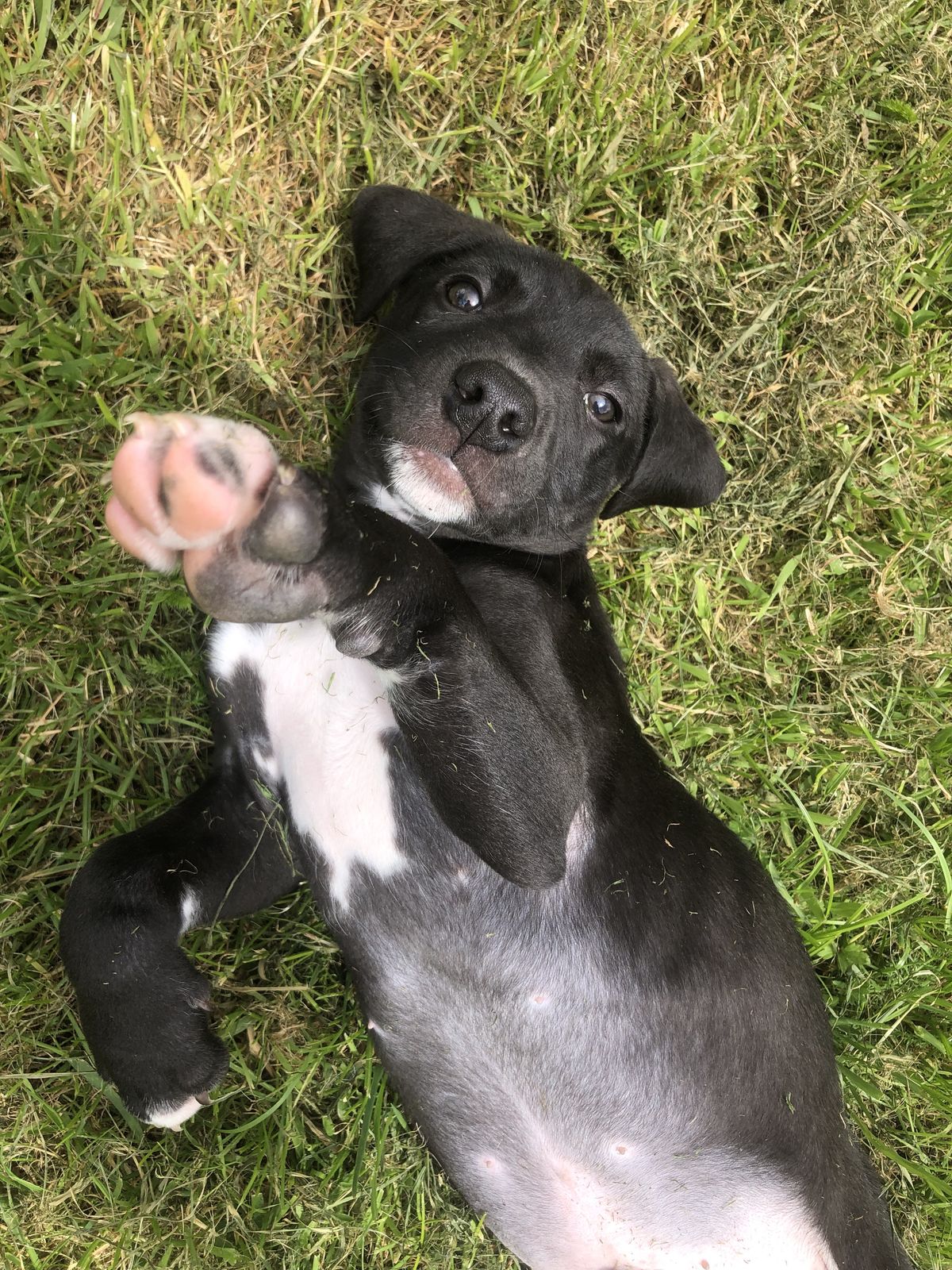 Gallery image: Parsley