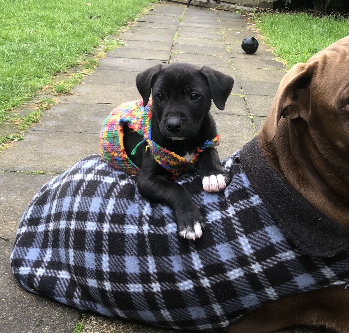 Gallery image: Parsley