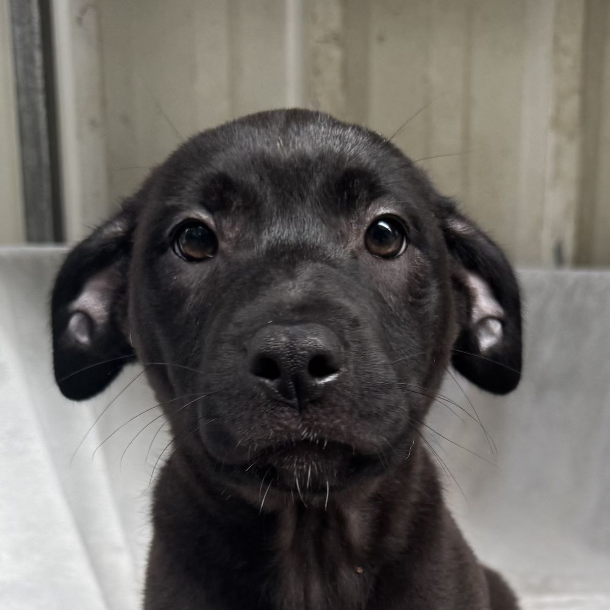 Gallery image: Pepsi