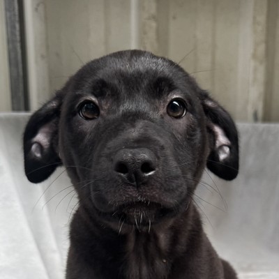 Pepsi - Large Cross Breed