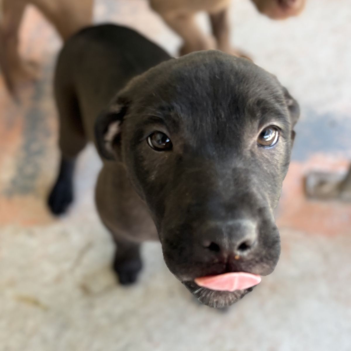 Gallery image: Pepsi