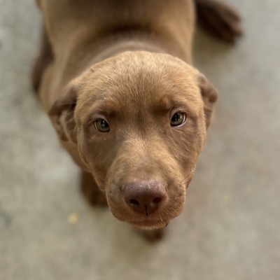 Ocean - Large Cross Breed