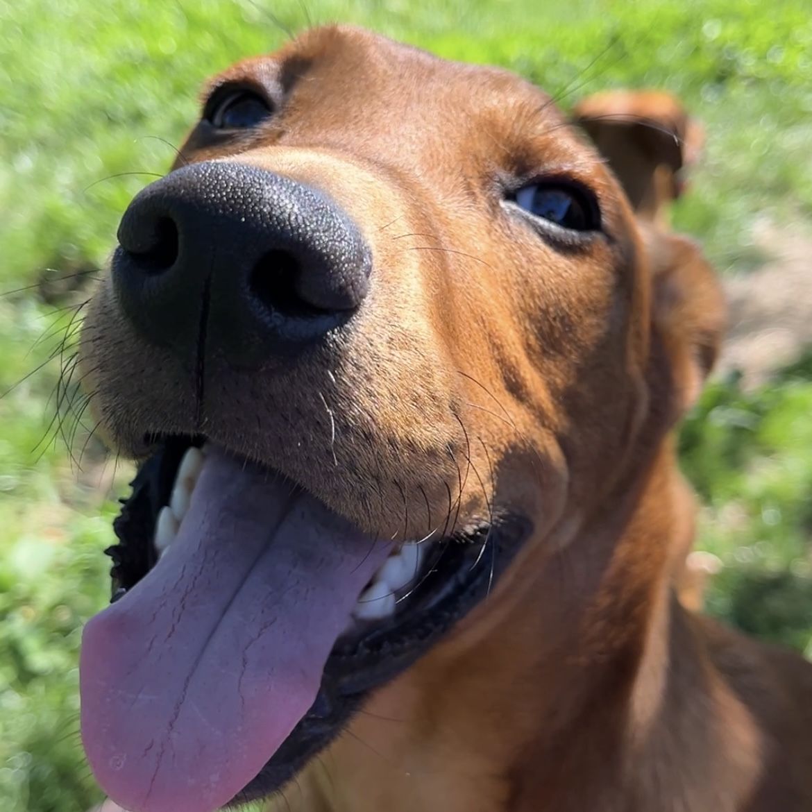 Gallery image: Benji