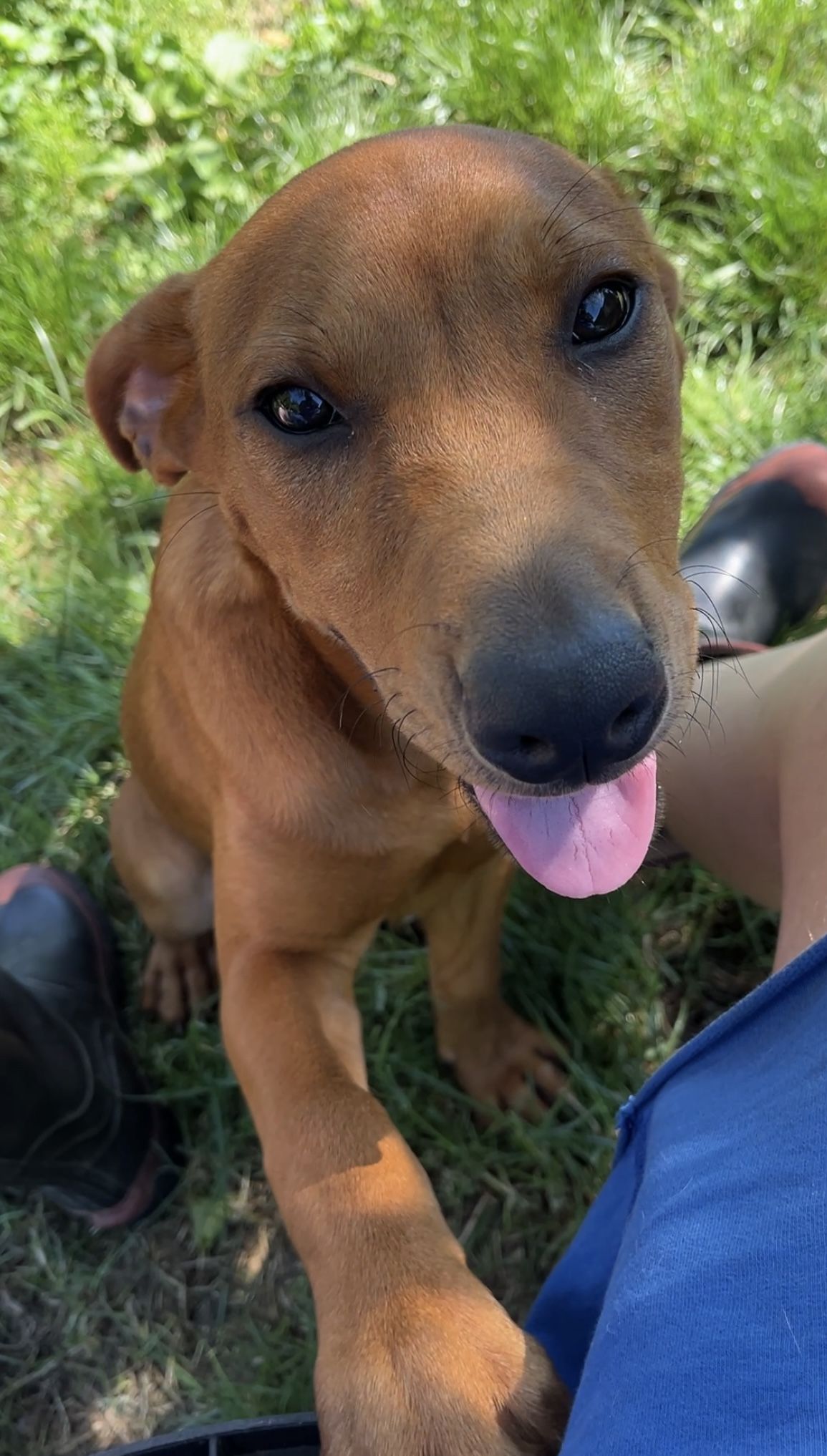 Gallery image: Benji