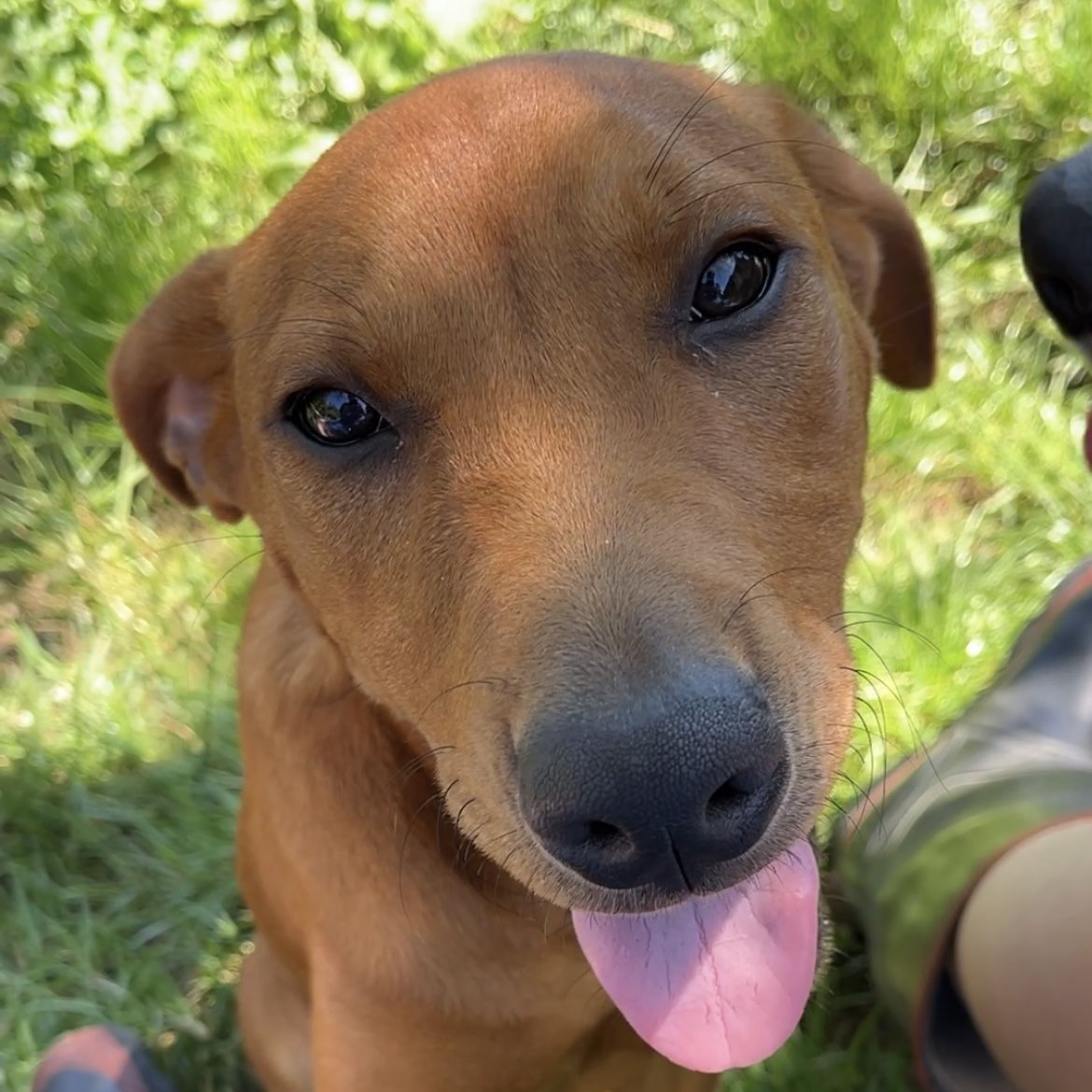 Gallery image: Benji