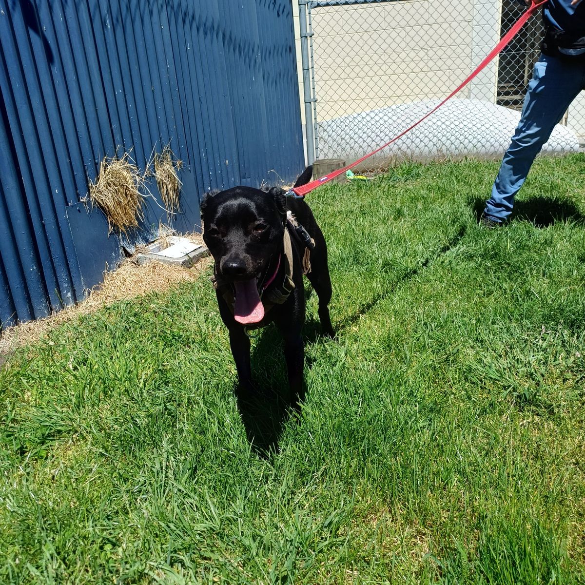 Gallery image: Maisie