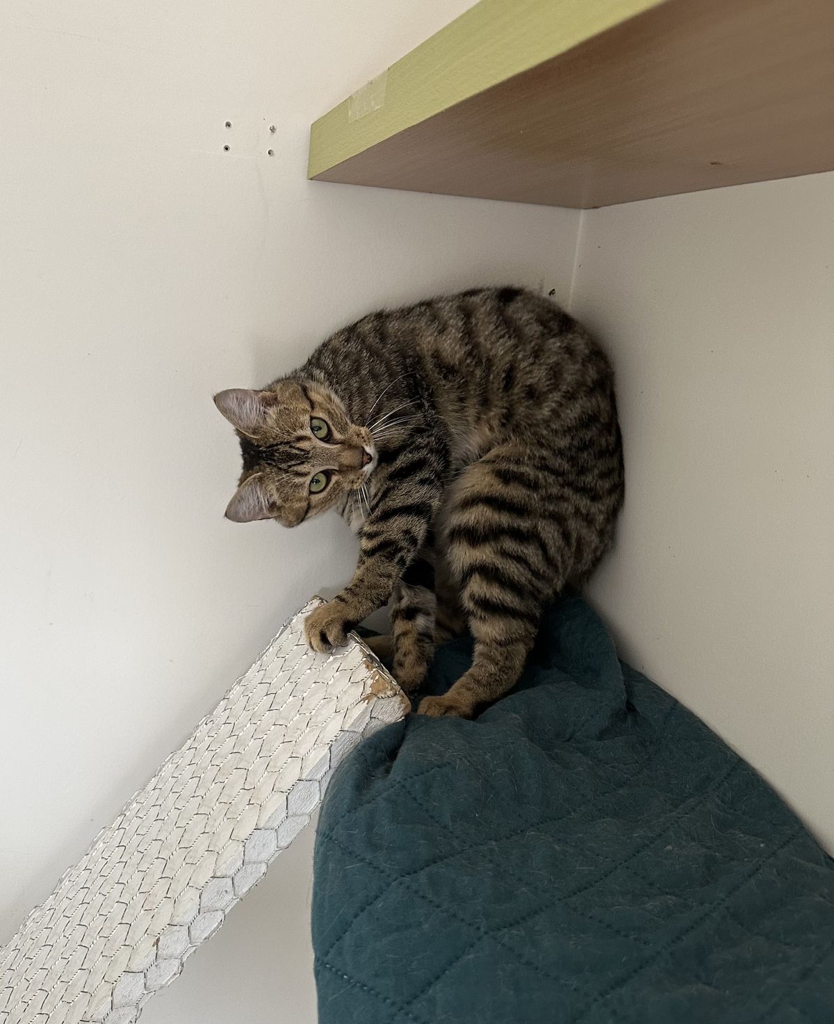 Gallery image: Guinness