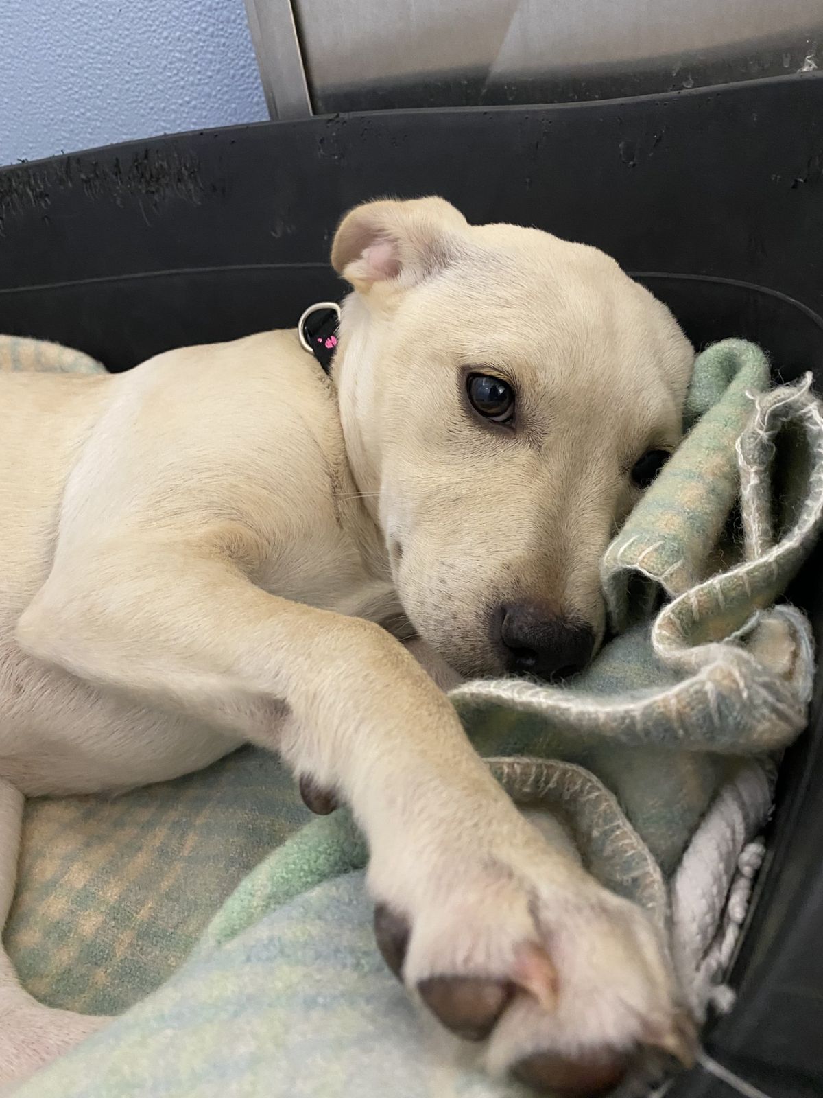 Gallery image: Pearl