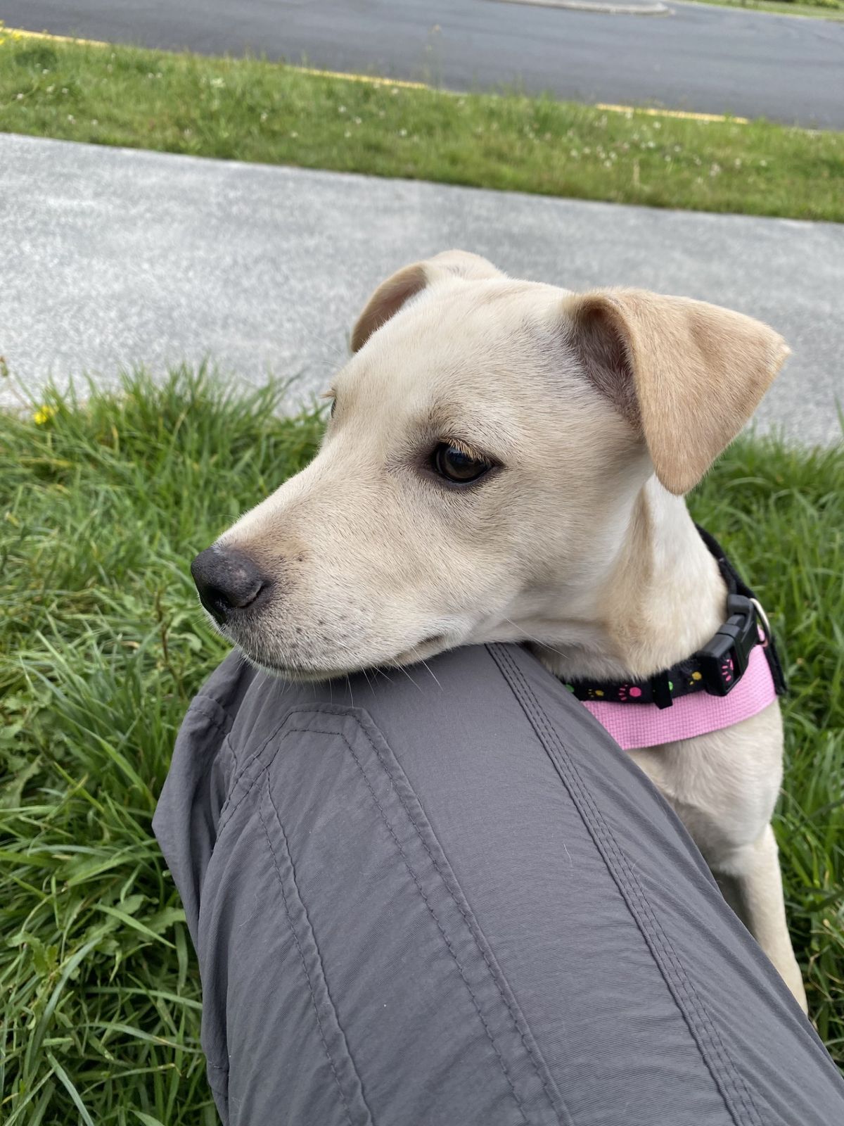 Gallery image: Pearl